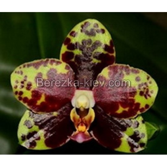 Орхидея 1 ветка (Chang-Jhih-Green-Grape)